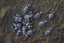 Olive Ridley Sea Turtle (Lepidochelys olivacea) hatchlings emerging from their nest, Ostional Beach, Costa Rica
