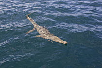 American Crocodile (Crocodylus acutus) swimming in open ocean, Ostional Beach, Costa Rica