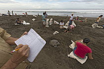 Olive Ridley Sea Turtle (Lepidochelys olivacea) egg collection being monitored by villagers during the first two days of the arribada nesting event, Ostional Beach, Costa Rica