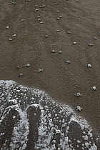Olive Ridley Sea Turtle (Lepidochelys olivacea) hatchlings moving towards the sea after emerging from their eggs, Ostional Beach, Costa Rica