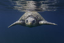 Olive Ridley Sea Turtle (Lepidochelys olivacea) swimming in open ocean near nesting beach, Ostional Beach, Costa Rica