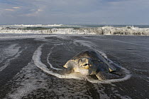 Olive Ridley Sea Turtle (Lepidochelys olivacea) female coming ashore to lay eggs, Ostional Beach, Costa Rica
