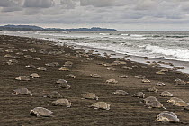 Olive Ridley Sea Turtle (Lepidochelys olivacea) females coming ashore to lay eggs during an arribada nesting event, Ostional Beach, Costa Rica