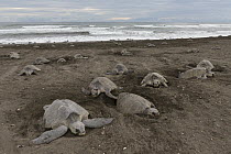 Olive Ridley Sea Turtle (Lepidochelys olivacea) females digging nests on beach in which to lay eggs, Ostional Beach, Costa Rica