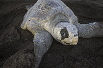 Olive Ridley Sea Turtle (Lepidochelys olivacea) female digging nest on beach in which to lay eggs, Ostional Beach, Costa Rica
