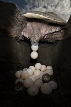 Olive Ridley Sea Turtle (Lepidochelys olivacea) female laying eggs, Ostional Beach, Costa Rica