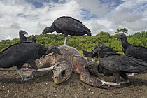 American Black vulture (Coragyps atratus) group feeding on dead Olive Ridley Sea Turtle (Lepidochelys olivacea) after a mass nesting event, Ostional Beach, Costa Rica