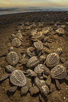 Olive Ridley Sea Turtle (Lepidochelys olivacea) hatchlings emerging from the nest and making their way to the sea at sunrise, Ostional Beach, Costa Rica