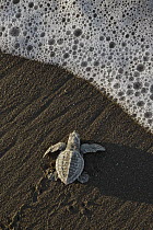 Olive Ridley Sea Turtle (Lepidochelys olivacea) hatchling on its way to the sea after emerging from its egg, Ostional Beach, Costa Rica