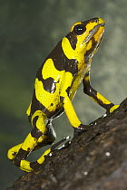 Harlequin Poison Dart Frog (Dendrobates histrionicus) in defensive posture, native to South America