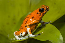 Splendid Poison Dart Frog (Dendrobates sylvaticus), native to South America