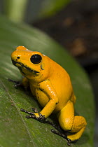 Golden Poison Dart Frog (Phyllobates terribilis), native to Colombia