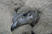 Andean Condor (Vultur gryphus) chick, native to South America