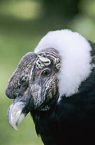 Andean Condor (Vultur gryphus), native to South America