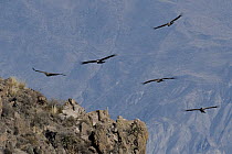 Andean Condor (Vultur gryphus) group flying, Arequipa, Peru