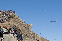 Andean Condor (Vultur gryphus) group flying near tourists, Arequipa, Peru