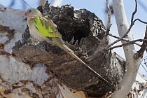 Alexandra's Parrot (Polytelis alexandrae), Neale Junction Nature Reserve, Western Australia, Australia