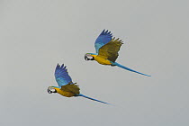 Blue and Yellow Macaw (Ara ararauna) pair flying, Bolivia