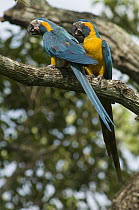 Blue-throated Macaw (Ara glaucogularis) pair, Peru