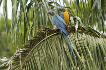 Blue-throated Macaw (Ara glaucogularis) pair, Peru