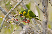 Yellow-eared Parrot (Ognorhynchus icterotis) feeding on berries, Colombia