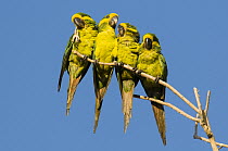Yellow-eared Parrot (Ognorhynchus icterotis) group huddling in tree, Colombia
