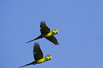 Yellow-eared Parrot (Ognorhynchus icterotis) pair flying, Colombia