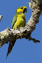 Yellow-eared Parrot (Ognorhynchus icterotis), Colombia