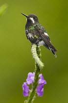 Green Thorntail (Discosura conversii) female, Costa Rica