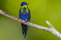Violet-crowned Woodnymph (Thalurania colombica) male, Costa Rica