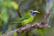 Emerald Toucanet (Aulacorhynchus prasinus), Poas Volcano National Park, Costa Rica