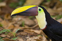 Chestnut-mandibled Toucan (Ramphastos swainsonii), La Marina Wildlife Rescue Center, Costa Rica