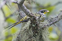 Bolivian Swallow-tailed Cotinga (Phibalura boliviana) female on nest, Bolivia