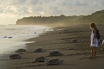 Olive Ridley Sea Turtle (Lepidochelys olivacea) females coming ashore during an arribada nesting event with tourist watching, Ostional Beach, Costa Rica
