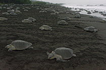 Olive Ridley Sea Turtle (Lepidochelys olivacea) females coming ashore and returning to sea during an arribada nesting event, Ostional Beach, Costa Rica