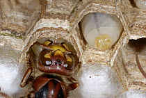 European Hornet (Vespa crabro) worker feeding larvae, Europe