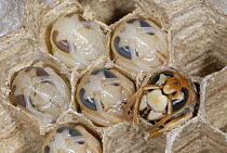 European Hornet (Vespa crabro) worker emerging from brood cell near pupa, Europe