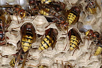 European Hornet (Vespa crabro) group tending to nest, Europe