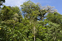 Cloud forest, Monteverde, Costa Rica