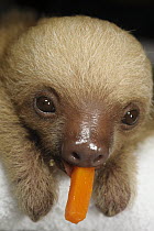 Hoffmann's Two-toed Sloth (Choloepus hoffmanni) orphan feeding on carrot, Aviarios Sloth Sanctuary, Costa Rica