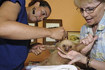 Hoffmann's Two-toed Sloth (Choloepus hoffmanni) veterinarians treating orphan with mange, Aviarios Sloth Sanctuary, Costa Rica
