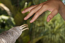 Hoffmann's Two-toed Sloth (Choloepus hoffmanni) hand next to human hand, Aviarios Sloth Sanctuary, Costa Rica