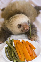 Hoffmann's Two-toed Sloth (Choloepus hoffmanni) orphan feeding on vegetables, Aviarios Sloth Sanctuary, Costa Rica