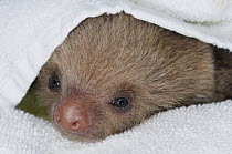 Hoffmann's Two-toed Sloth (Choloepus hoffmanni) orphan covered by towel, Aviarios Sloth Sanctuary, Costa Rica
