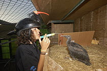 Waldrapp (Geronticus eremita) one month old chick being fed by biologist wearing disguise, Spain