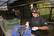 Waldrapp (Geronticus eremita) biologists wearing disguises tending to chicks, Spain