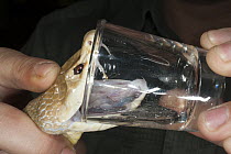 Coastal Taipan (Oxyuranus scutellatus) being milked for antivenom, Australian Reptile Park, New South Wales, Australia