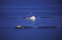 Southern Bluefin Tuna (Thunnus maccoyii) aquafarms, Port Lincoln, South Australia, Australia