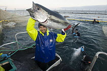 Southern Bluefin Tuna (Thunnus maccoyii) pair being harvested from aquafarm, Port Lincoln, South Australia, Australia
