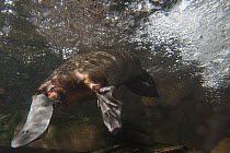 Platypus (Ornithorhynchus anatinus) swimming, Australian Reptile Park, New South Wales, Australia